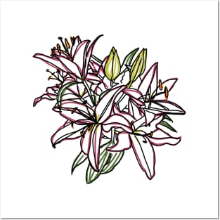 Lily Flowers Color Line Drawing Posters and Art